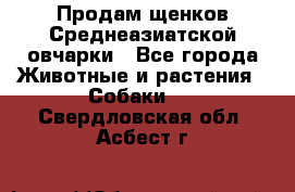 Продам щенков Среднеазиатской овчарки - Все города Животные и растения » Собаки   . Свердловская обл.,Асбест г.